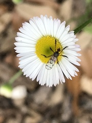 Empis clausa