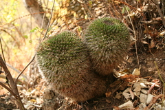 Mammillaria mystax