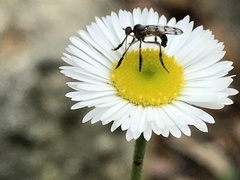 Empis clausa