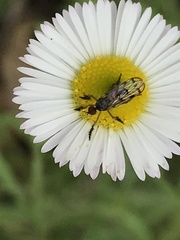 Empis clausa