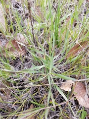 Aegilops triuncialis