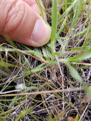 Aegilops triuncialis