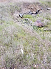 Aegilops triuncialis