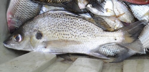Pigsnout grunt (Pomadasys rogerii) — Haemulidae — 5