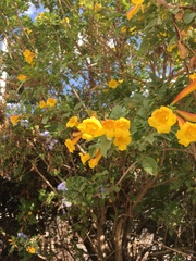 Magnoliopsida
