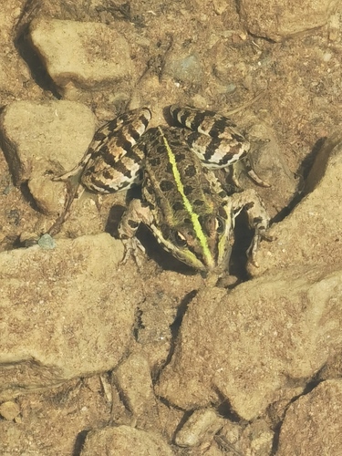 Iberian Green Frog