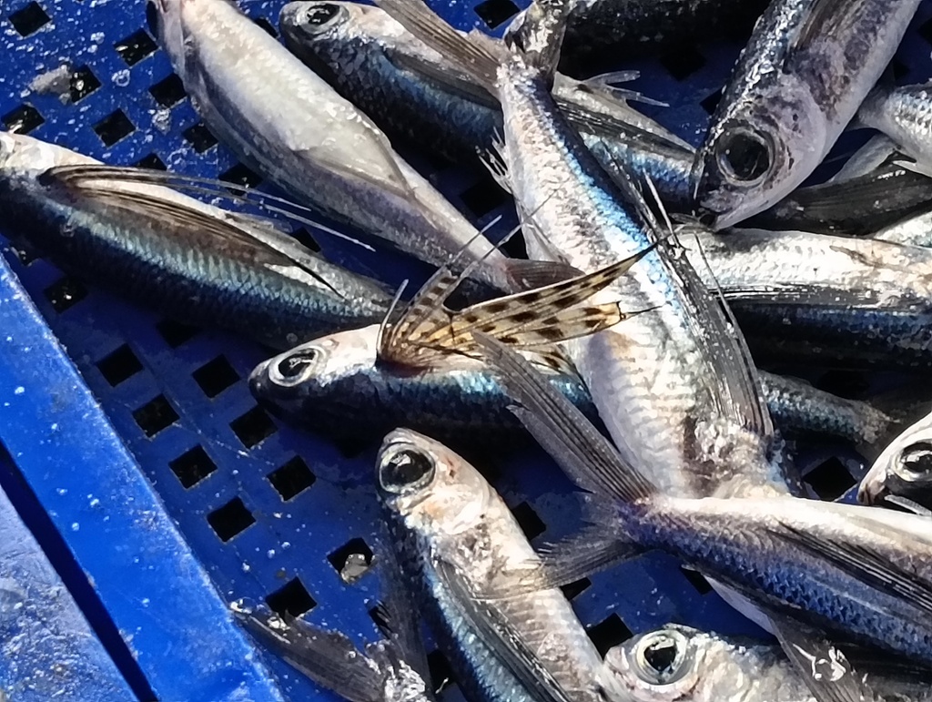 Flyingfish (Cypselurus poecilopterus) — Exocoetidae