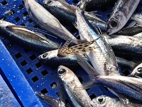 Flyingfish (Cypselurus poecilopterus) — Exocoetidae