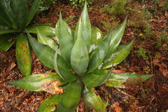 Agave atrovirens