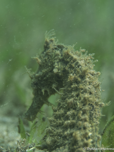 Hippocampus, 2026-05-16