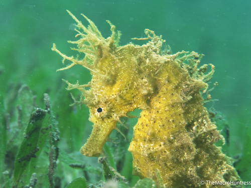 Hippocampus, 2026-05-13