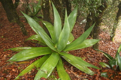 Agave atrovirens