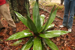 Agave atrovirens