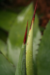 Agave atrovirens