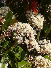 Photinia × fraseri