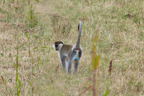 Grivet Monkey