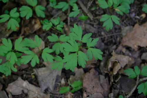 Наблюдение на iNaturalist