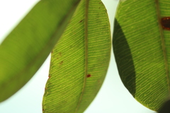 Hancornia speciosa, photograph (c) Wallace Carneiro Almeida, some rights reserved (CC BY-SA)