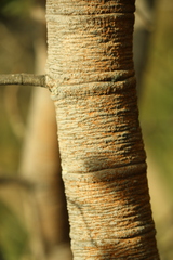 Hancornia speciosa, photograph (c) Wallace Carneiro Almeida, some rights reserved (CC BY-SA)