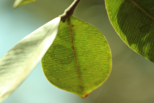 Hancornia speciosa, photograph 6
