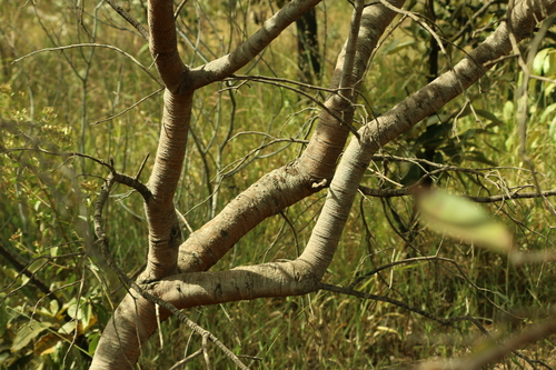 Hancornia speciosa, photograph 4
