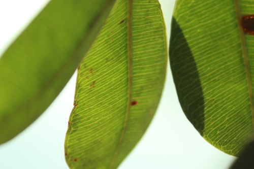 Hancornia speciosa, photograph 5
