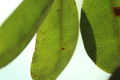 Hancornia speciosa, photograph (c) Wallace Carneiro Almeida, some rights reserved (CC BY-SA)