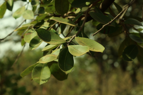 Hancornia speciosa, photograph 2
