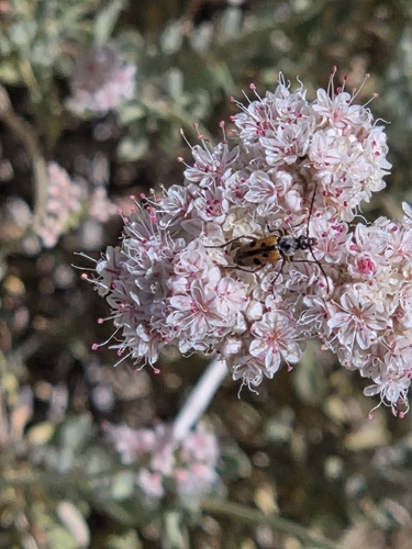 Judolia scapularis