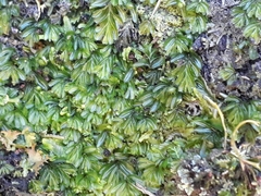 Hymenophyllum minimum