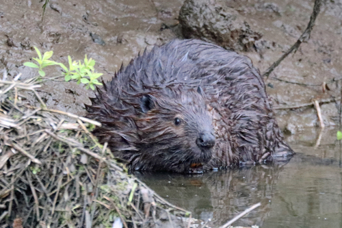 animal observation 2