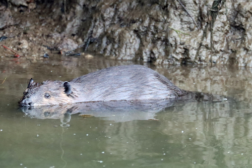 animal observation 5