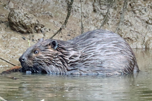 animal observation 3