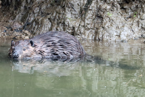 animal observation 4