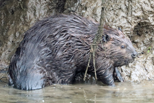 animal observation 6