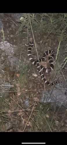 iNaturalist observation photo of California King Snake