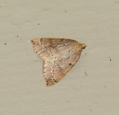 Thallophaga hyperborea