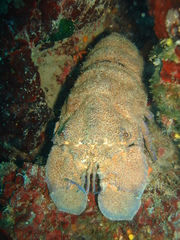 Scyllarides latus