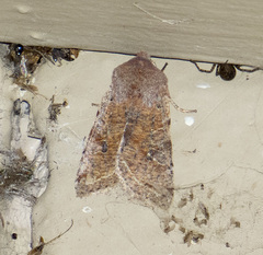 Orthosia pacifica