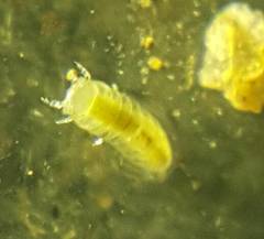 Cylindroniscus
