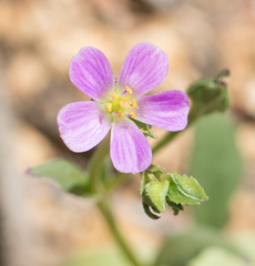 Calandrinia breweri