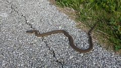 Nerodia clarkii clarkii