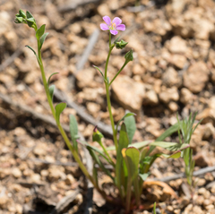 Calandrinia breweri