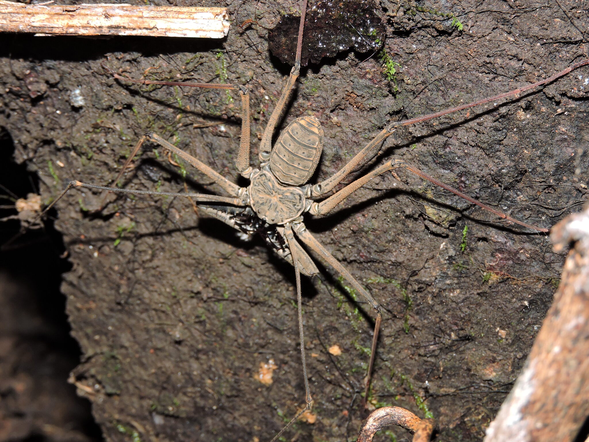 Heterophrynus batesii (Butler, 1873)
