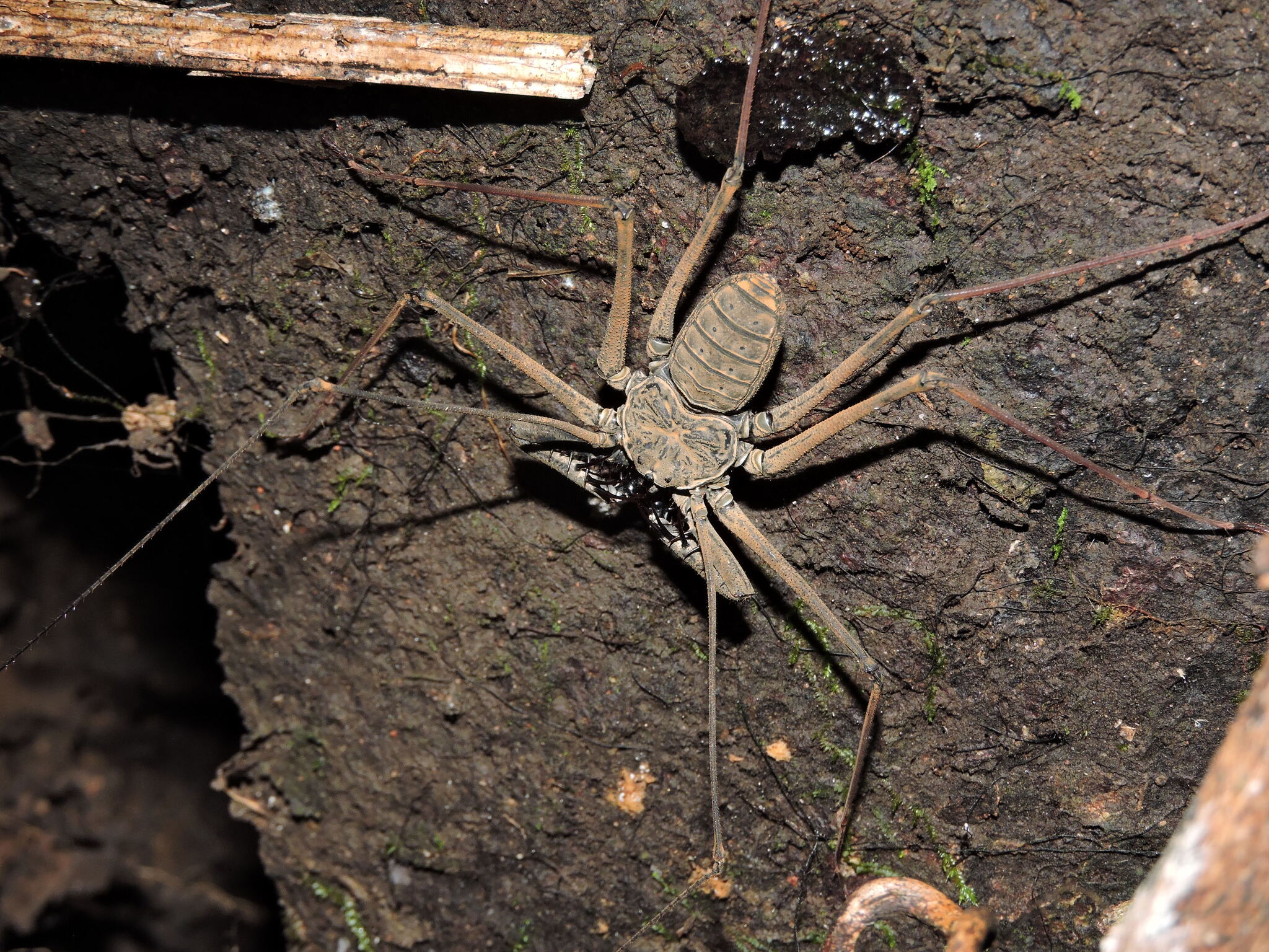 Heterophrynus batesii (Butler, 1873)
