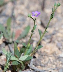 Calandrinia breweri