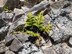 Asplenium appendiculatum maritimum