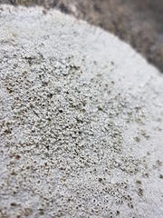 Lecanora subimmergens