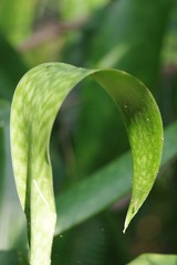 Sansevieria trifasciata