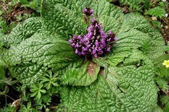 Phlomoides rotata